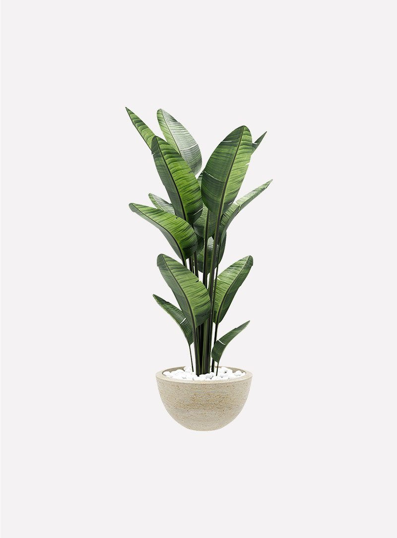 Room Plant