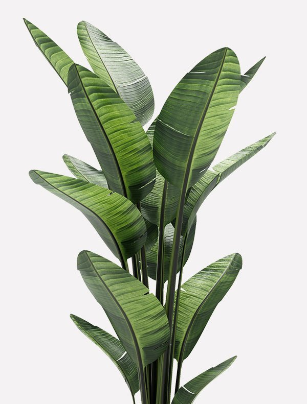 Room Plant - Image 4