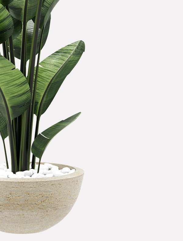 Room Plant - Image 5