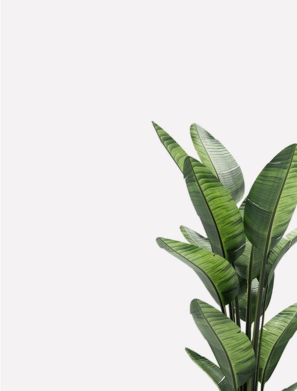 Room Plant - Image 2