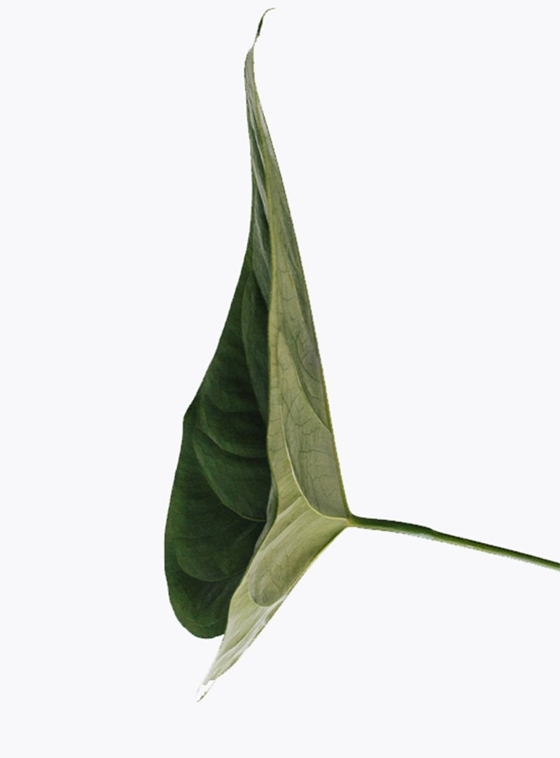 Pothos